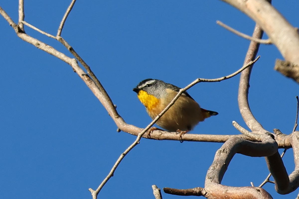 Spotted Pardalote - ML621389384