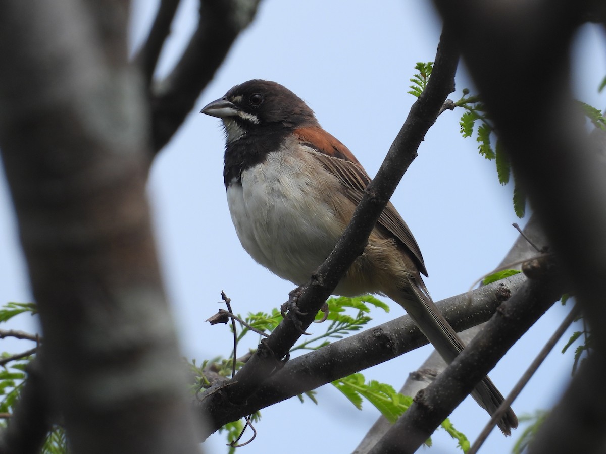 Black-chested Sparrow - Ignacio Torres-García