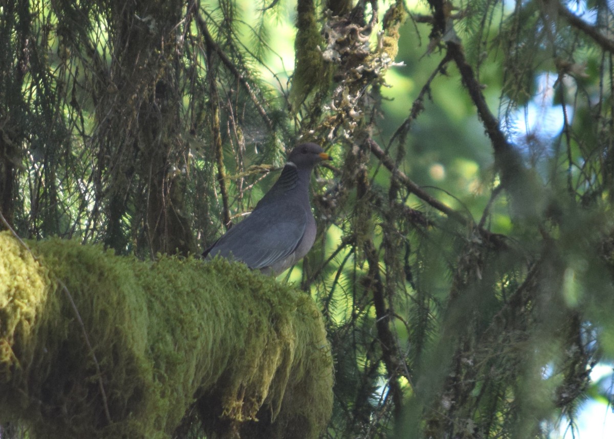 Band-tailed Pigeon - ML621389388