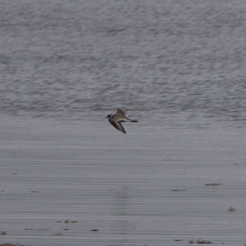 Common Ringed Plover - ML621389402