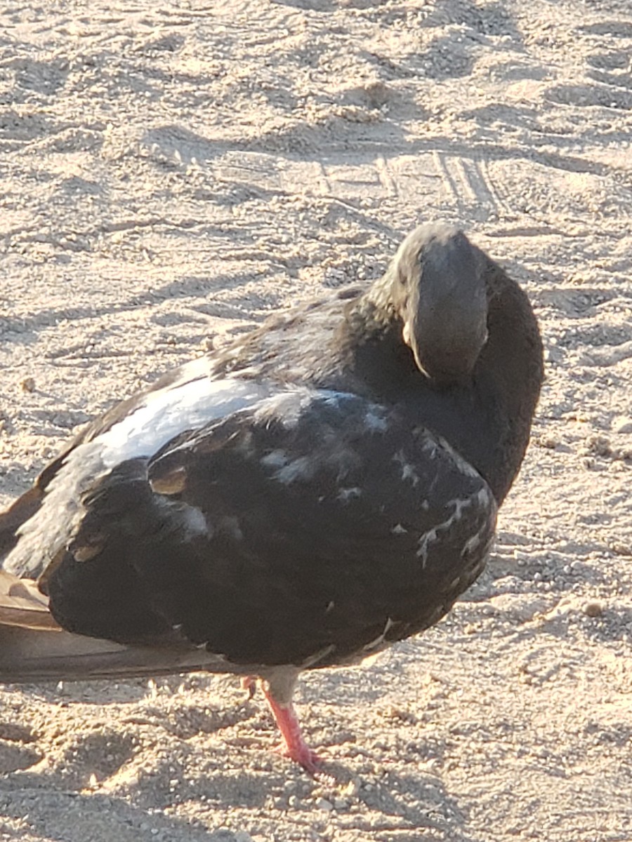 Rock Pigeon (Feral Pigeon) - ML621389427