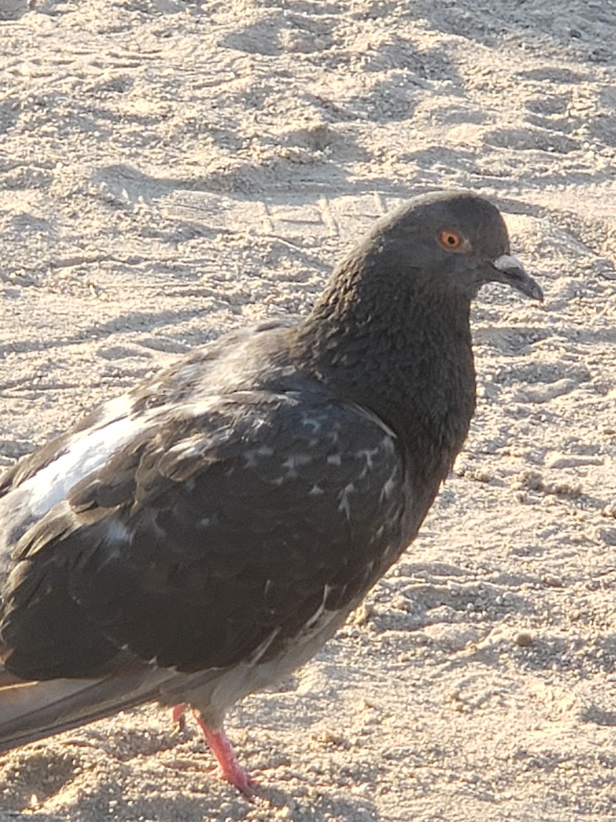 Rock Pigeon (Feral Pigeon) - ML621389428