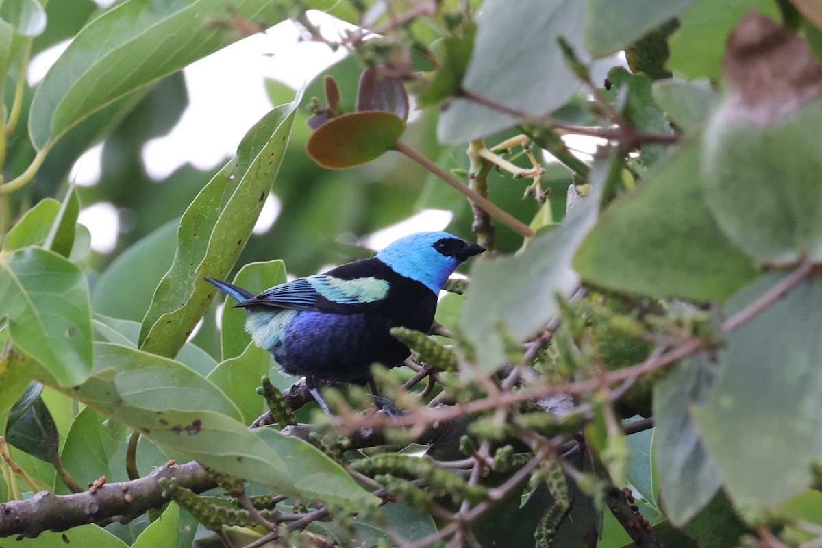 Blue-necked Tanager - ML621389430