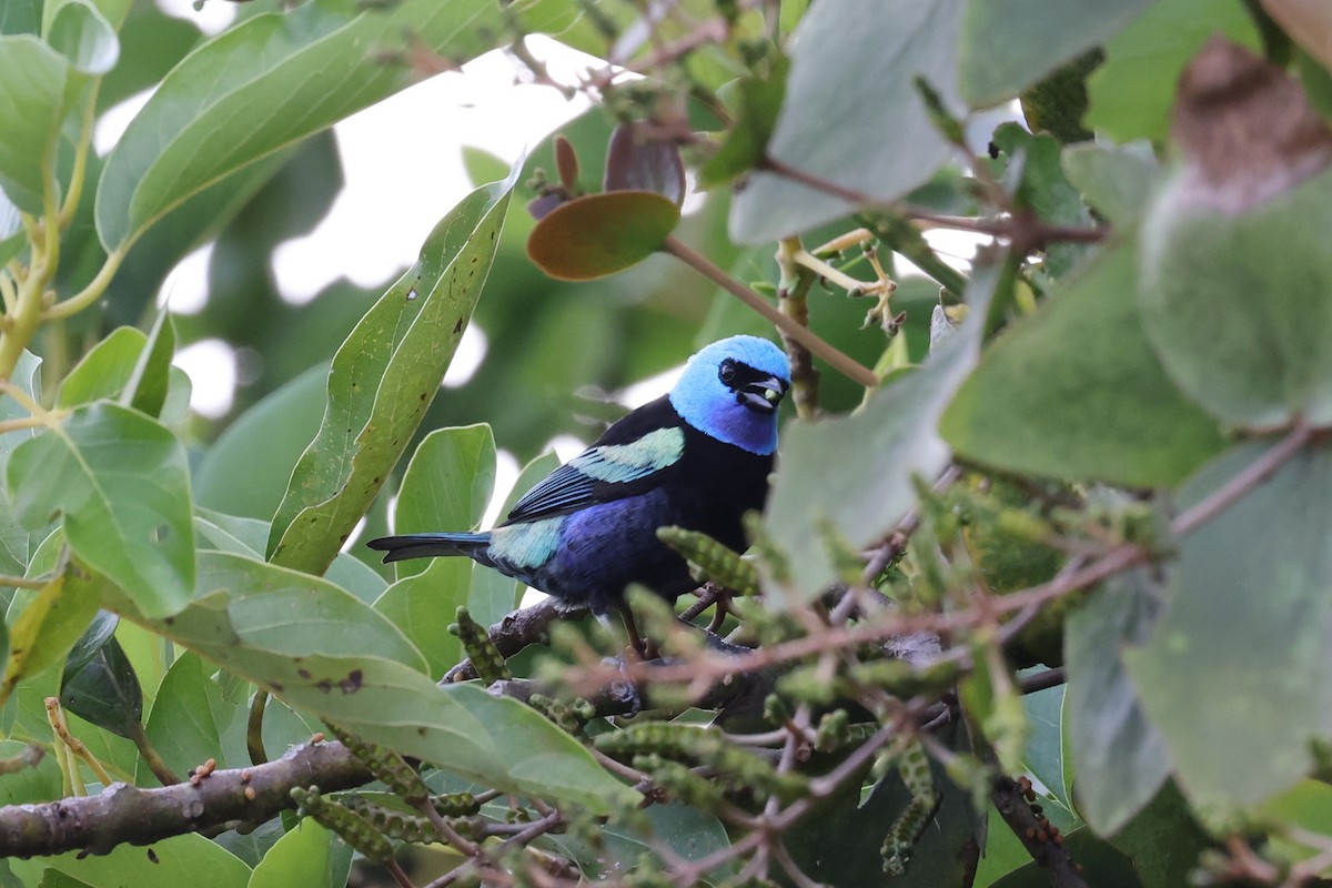 Blue-necked Tanager - ML621389431