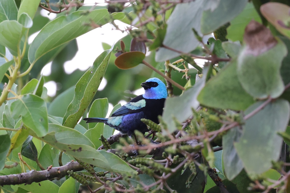 Blue-necked Tanager - ML621389432