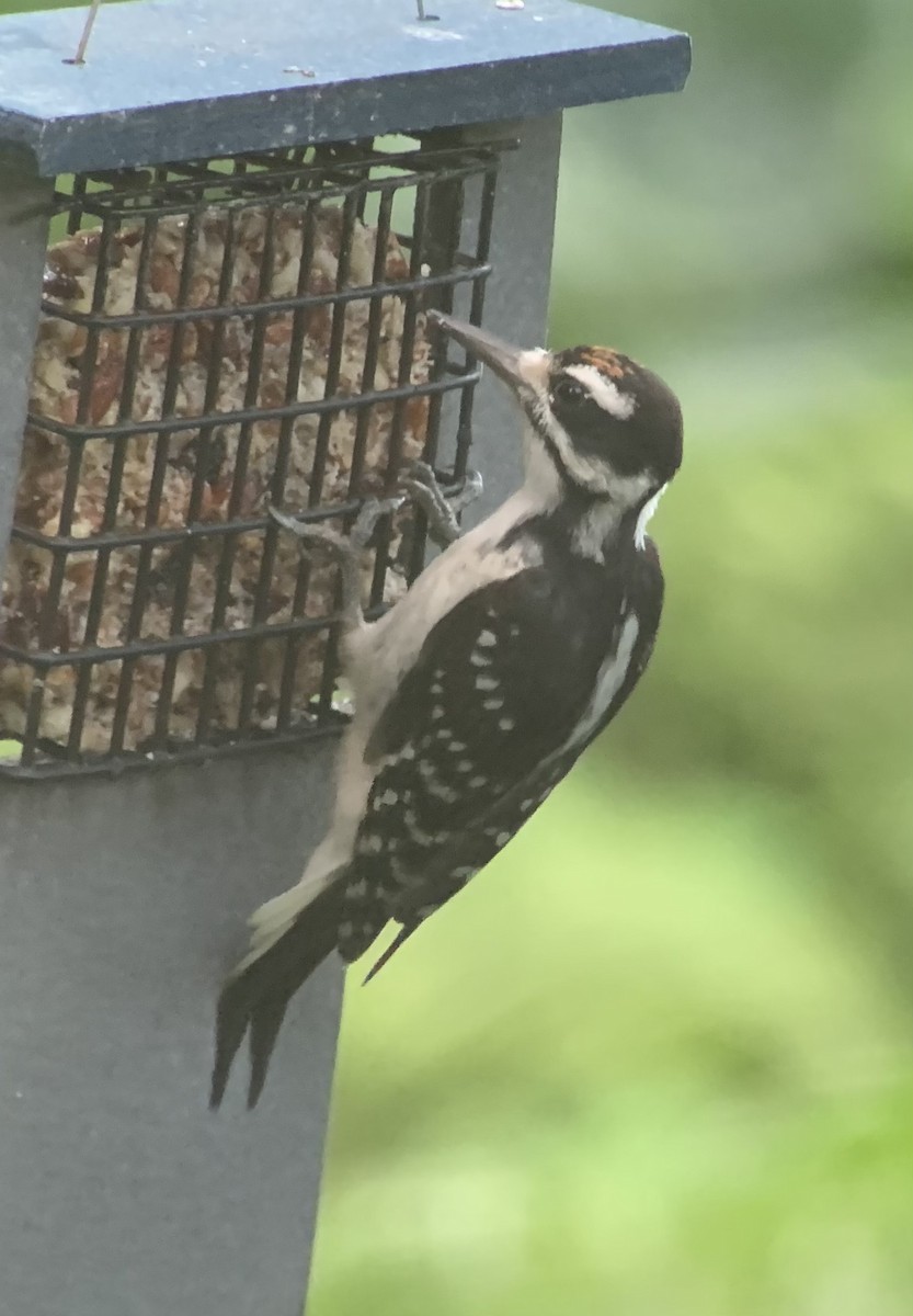 Hairy Woodpecker - ML621389441