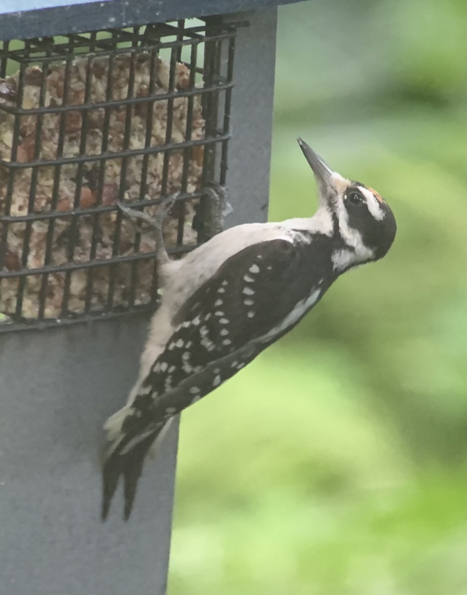 Hairy Woodpecker - ML621389442