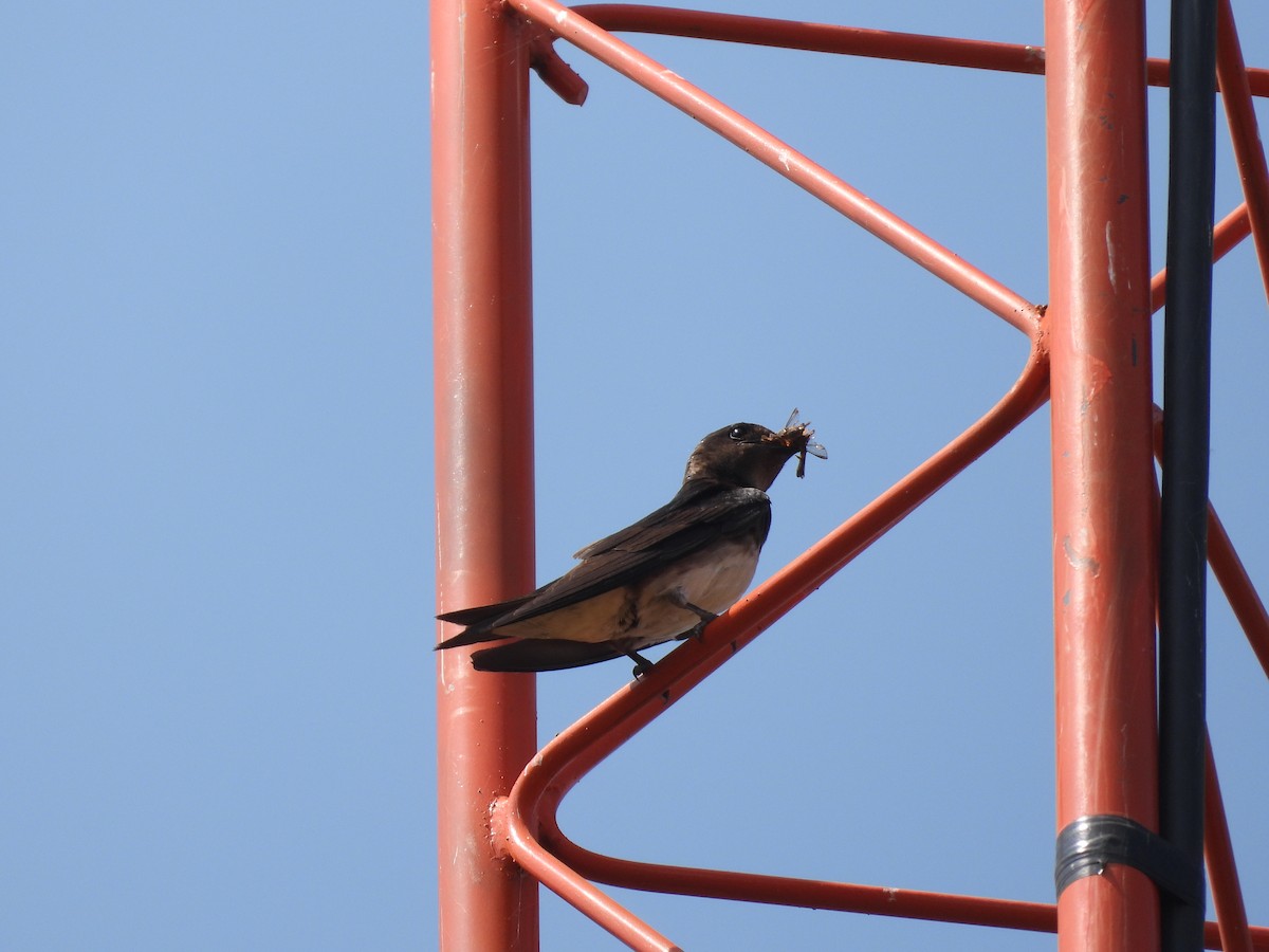 Golondrina Sinaloense - ML621389497