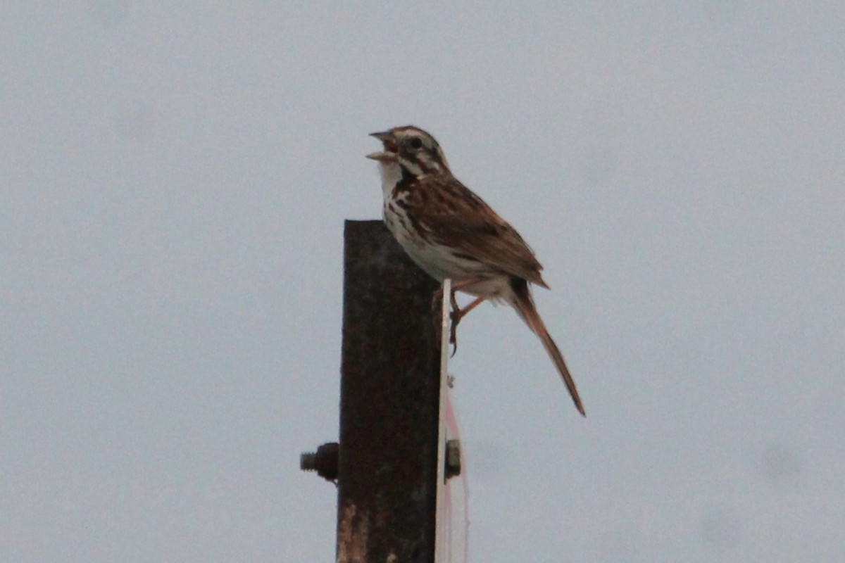 Song Sparrow - ML621389512