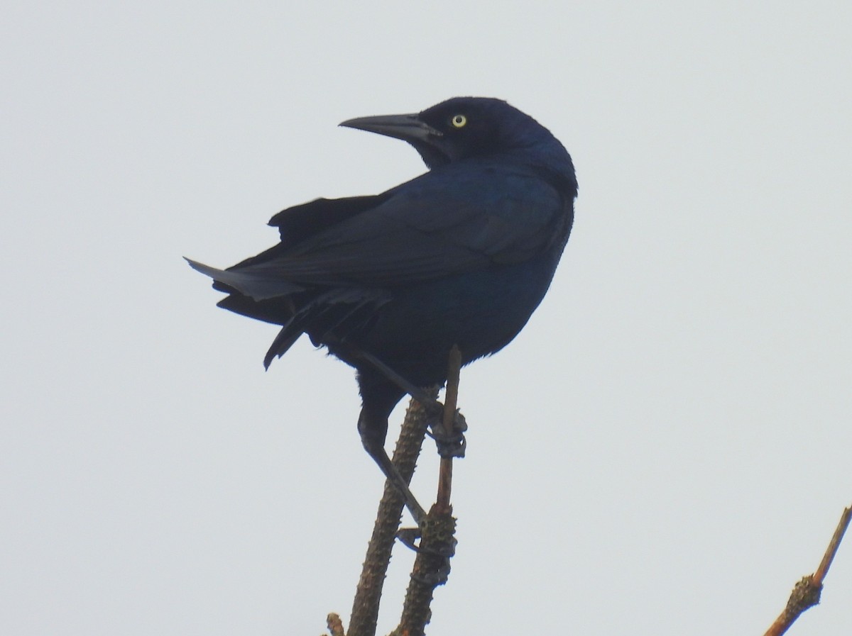 Boat-tailed Grackle - ML621389619