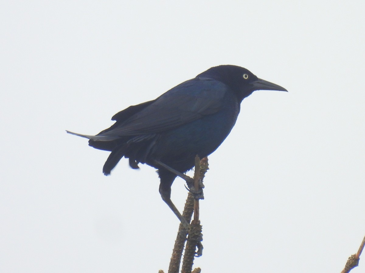 Boat-tailed Grackle - ML621389620