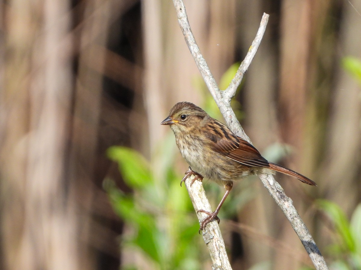 Swamp Sparrow - ML621389626