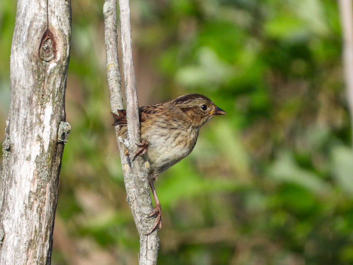 Swamp Sparrow - ML621389628