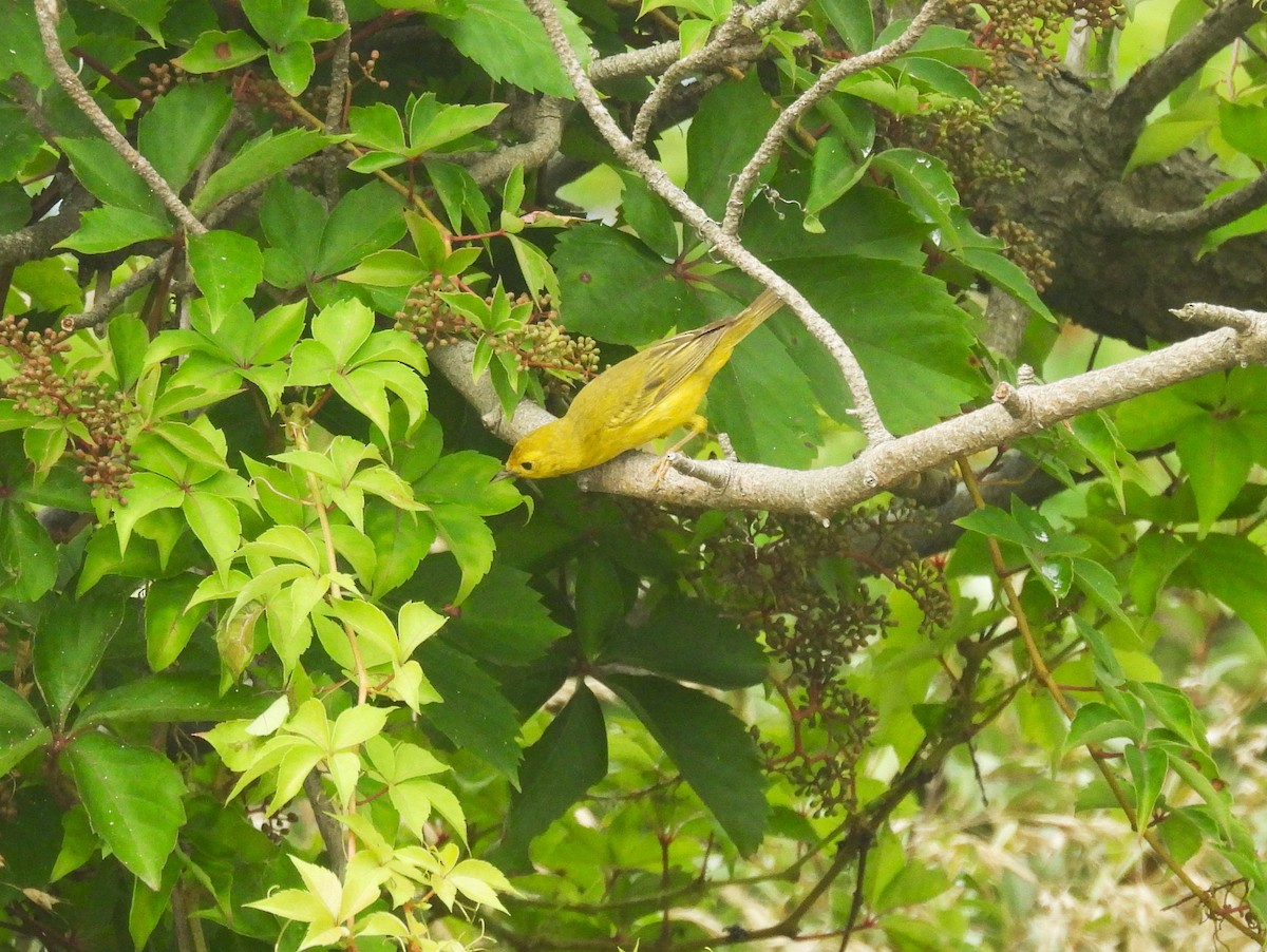 Yellow Warbler - ML621389633