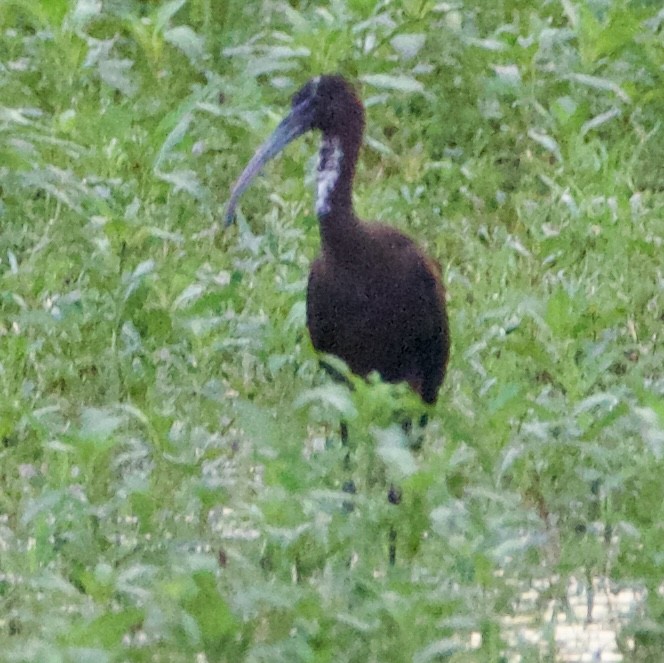 ibis hnědý - ML621389699