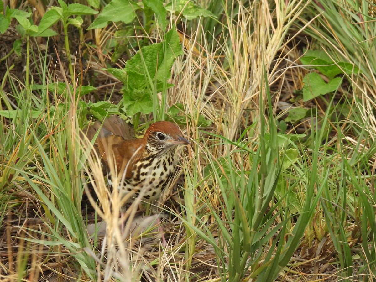 Wood Thrush - ML621389709