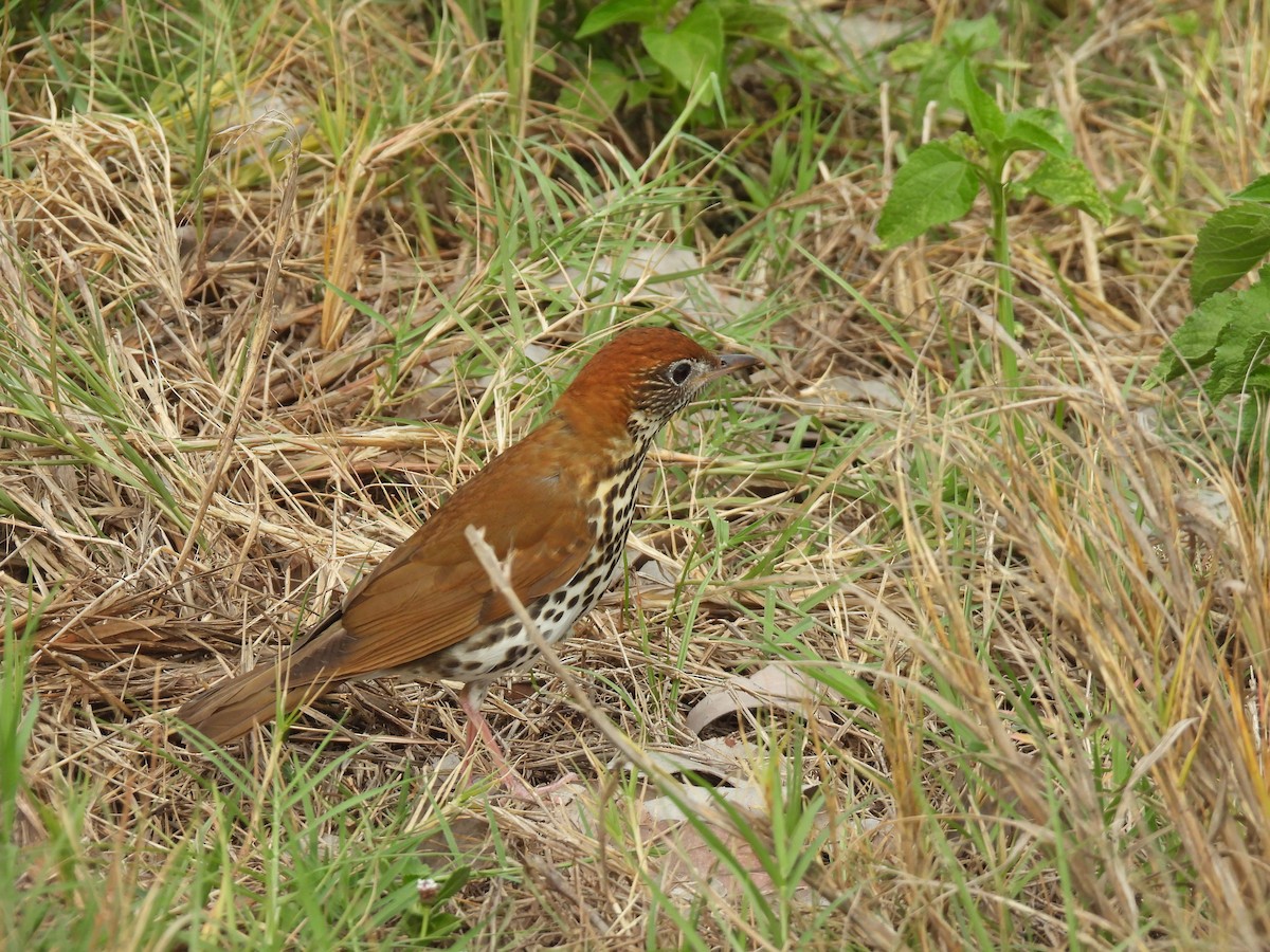 Wood Thrush - ML621389724