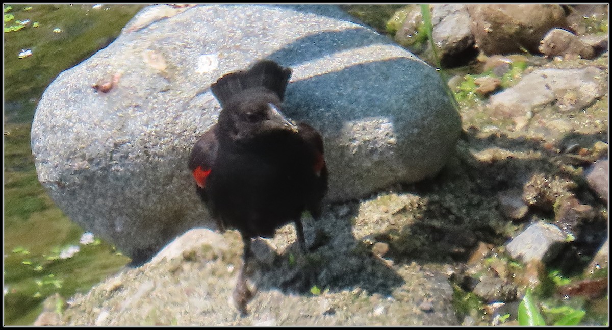 Red-winged Blackbird - ML621389728