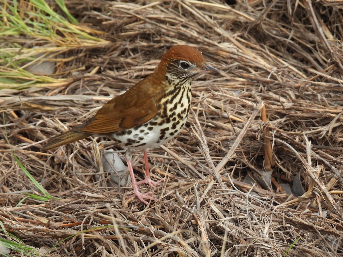 Wood Thrush - ML621389732