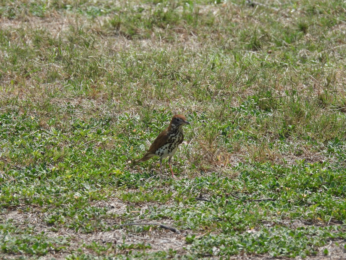 Wood Thrush - ML621389774