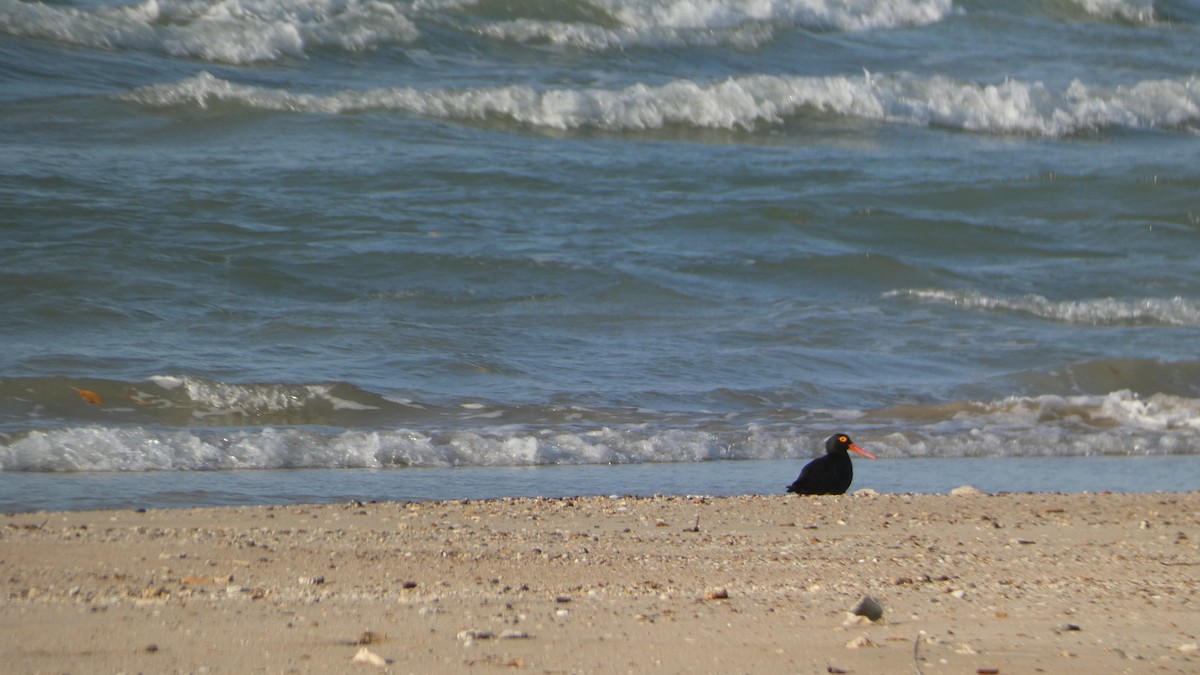 Sooty Oystercatcher - ML621389791