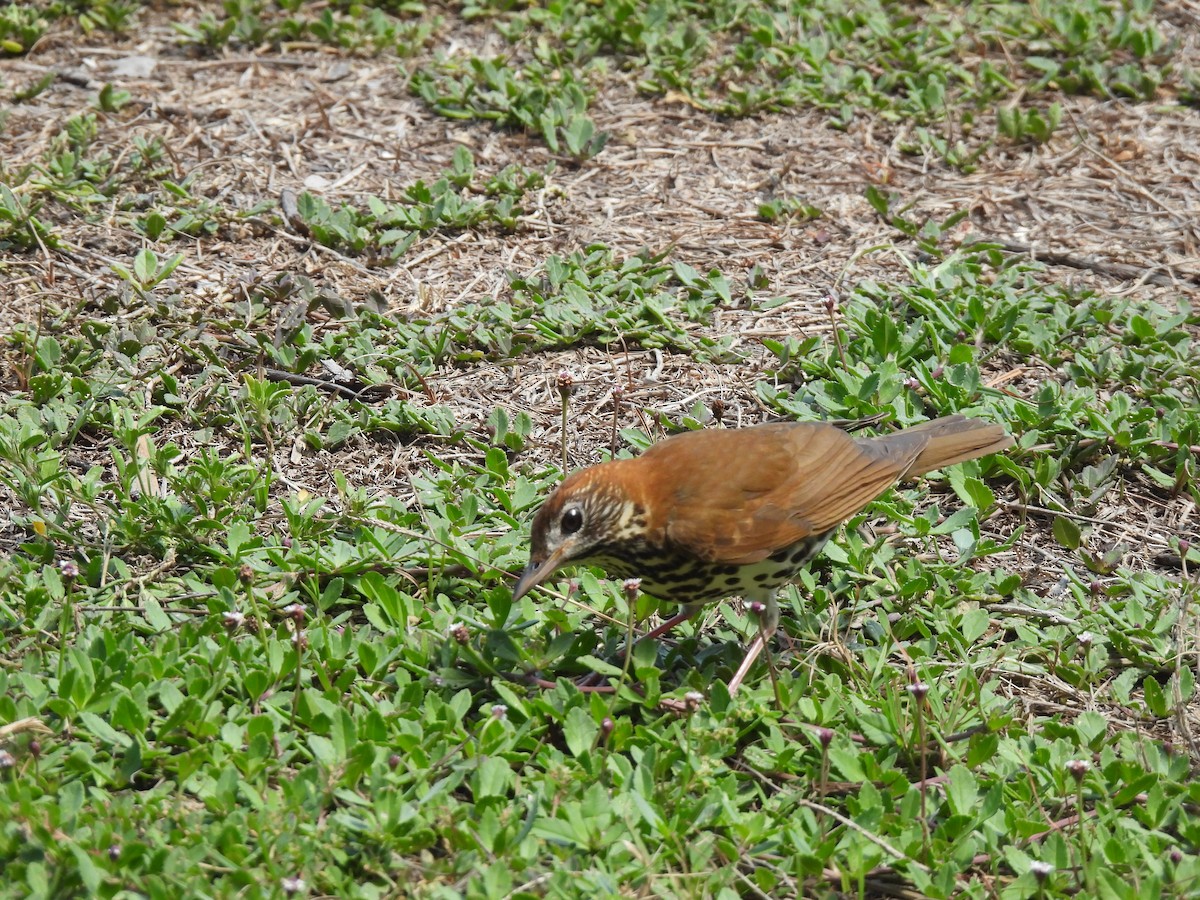 Wood Thrush - ML621389803