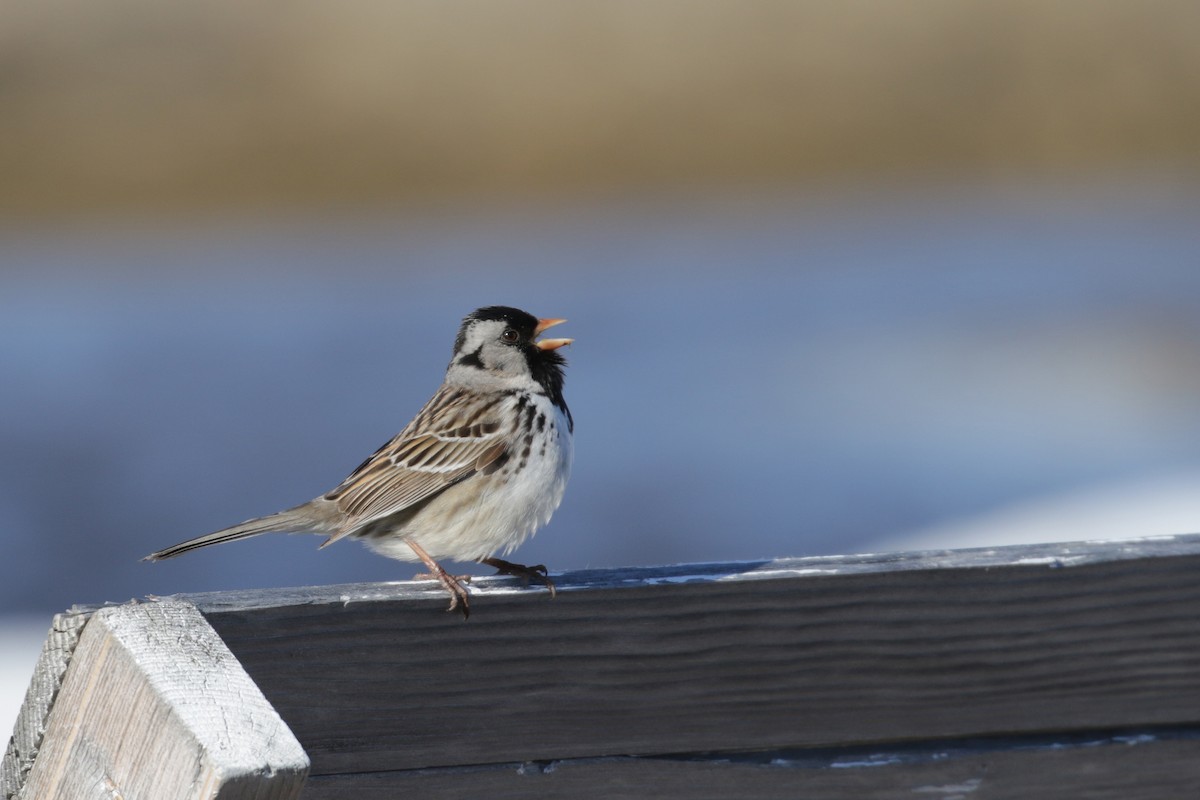 Harris's Sparrow - Cameron Eckert