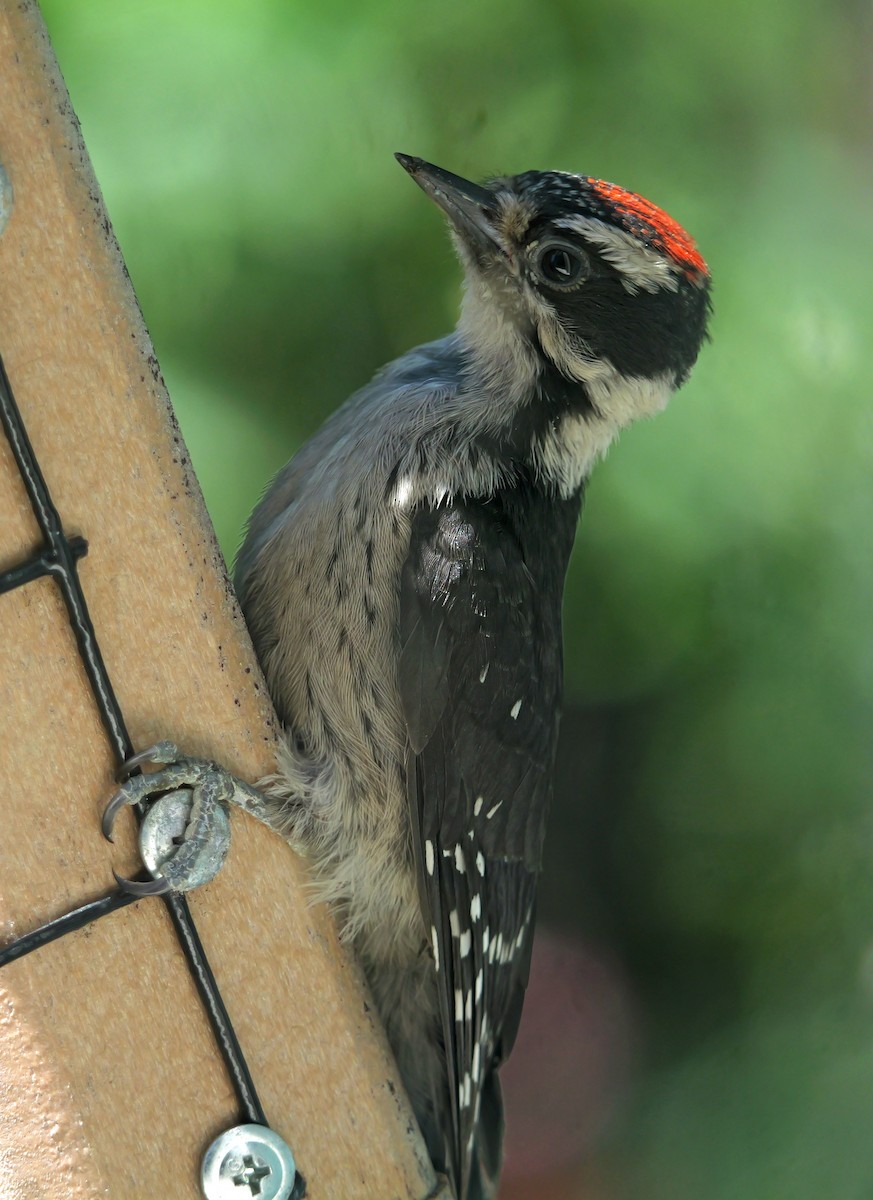 Downy Woodpecker - ML621389831