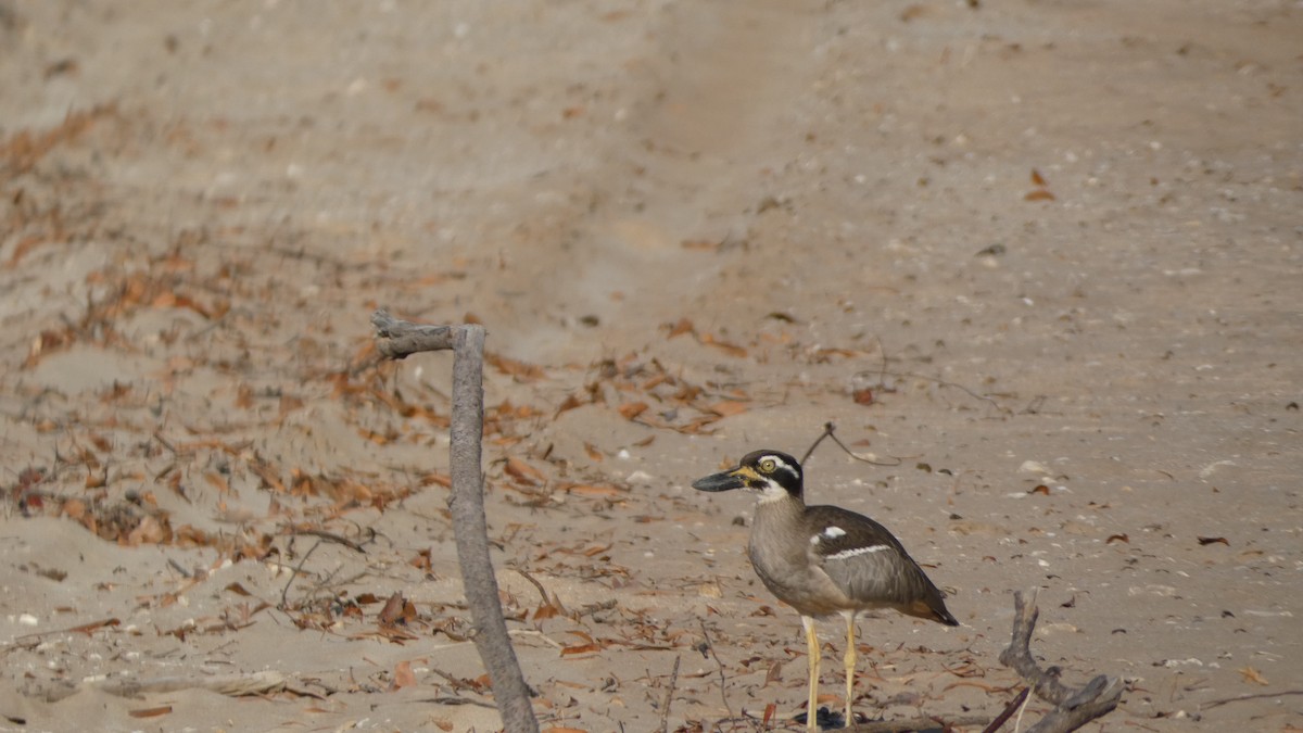 Beach Thick-knee - ML621389881