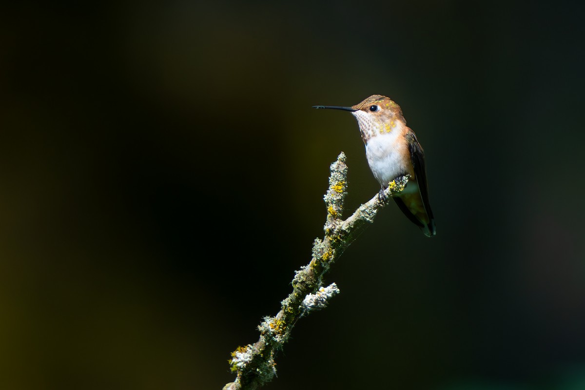 Rufous Hummingbird - ML621389914