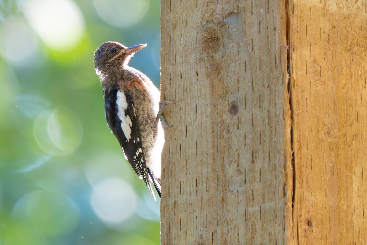 Red-breasted Sapsucker - ML621389926