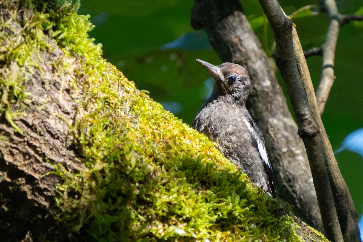 Hairy Woodpecker - ML621389929