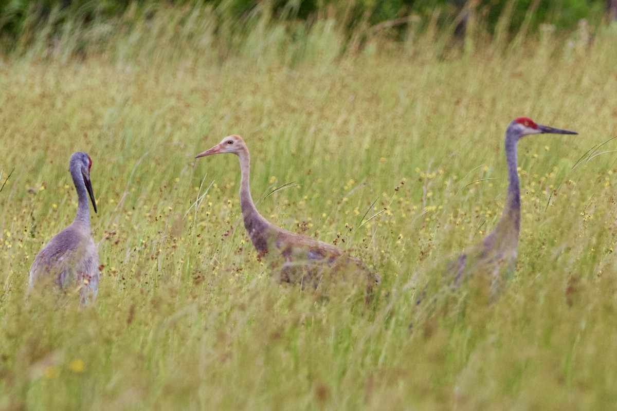 Sandhill Crane (pratensis) - ML621389952