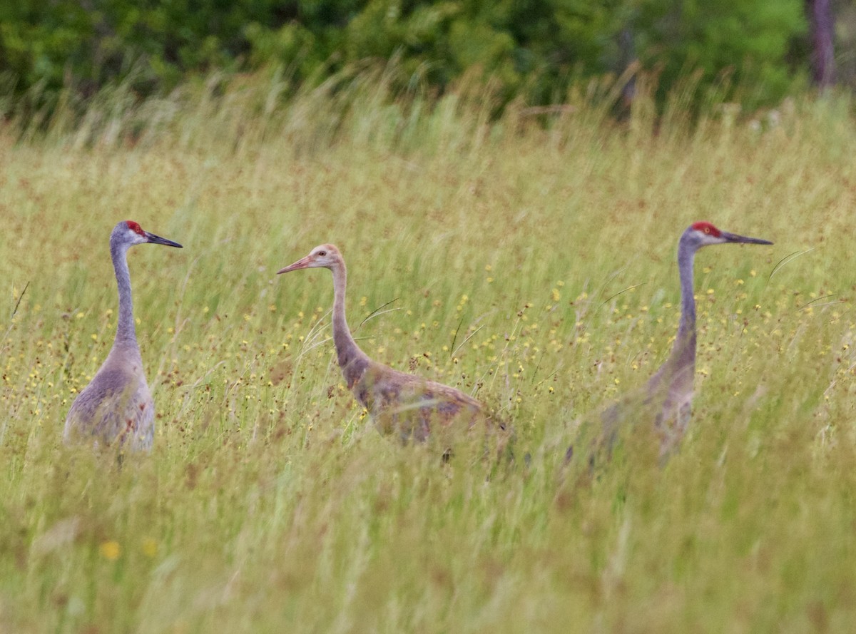 Sandhill Crane (pratensis) - ML621389953