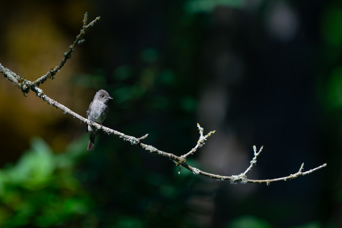 Western Wood-Pewee - ML621389972