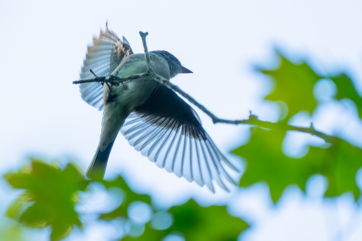 Western Wood-Pewee - ML621389973