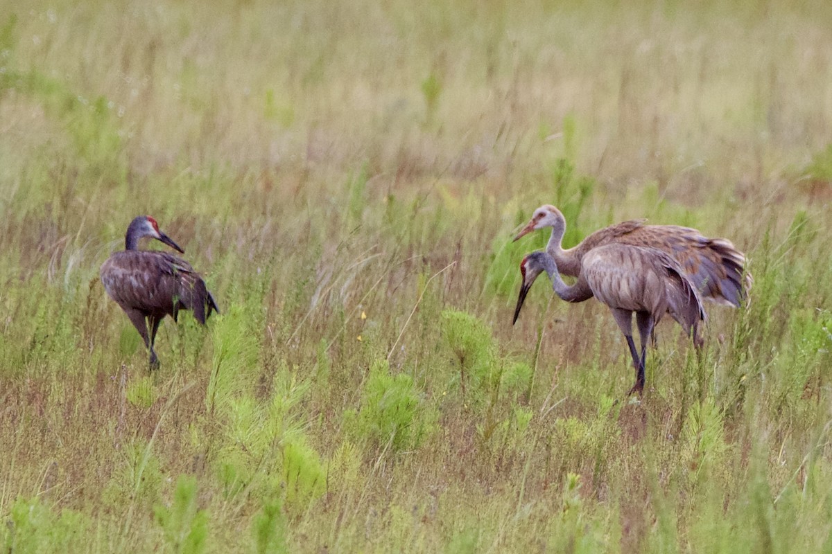 Sandhill Crane (pratensis) - ML621389975