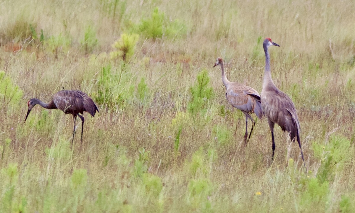 Sandhill Crane (pratensis) - ML621389976