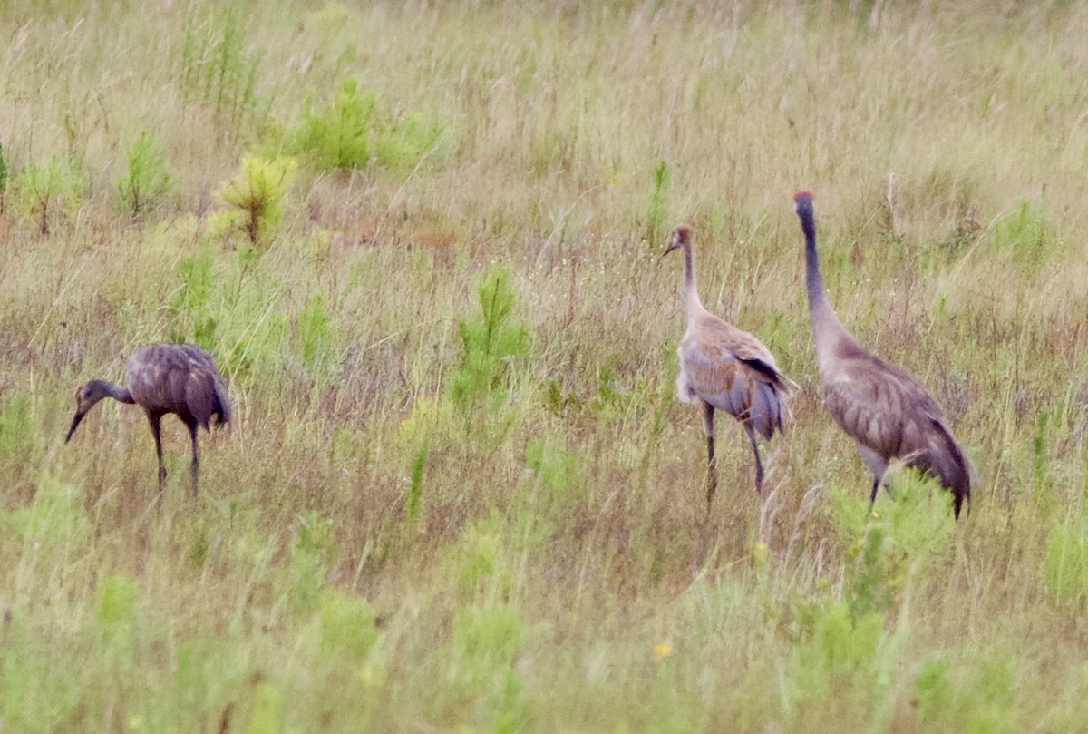 Sandhill Crane (pratensis) - ML621389977