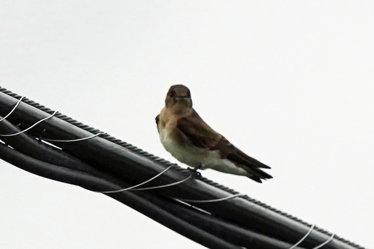 Northern Rough-winged Swallow - ML621389997
