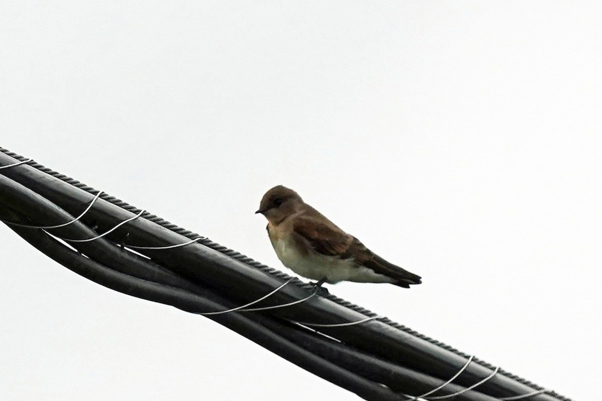 Northern Rough-winged Swallow - ML621390000