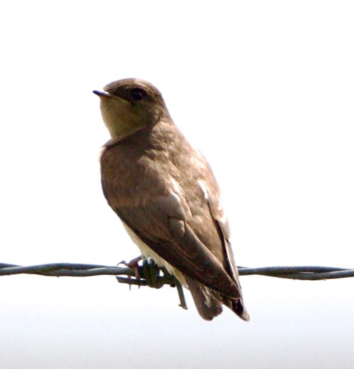 Northern Rough-winged Swallow - ML621390006