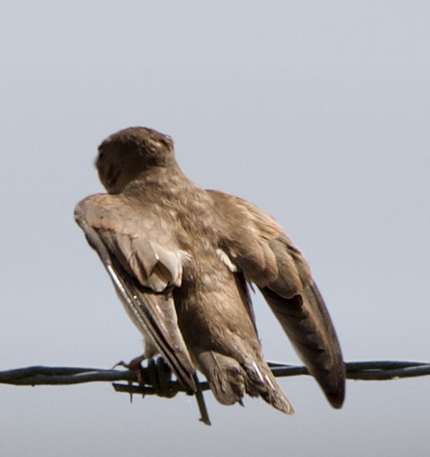 Northern Rough-winged Swallow - ML621390007