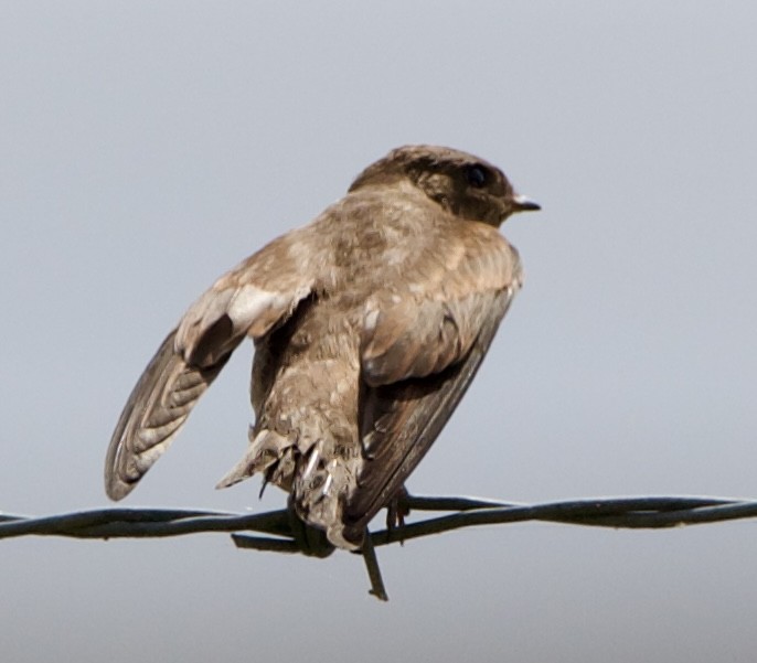 Northern Rough-winged Swallow - ML621390008