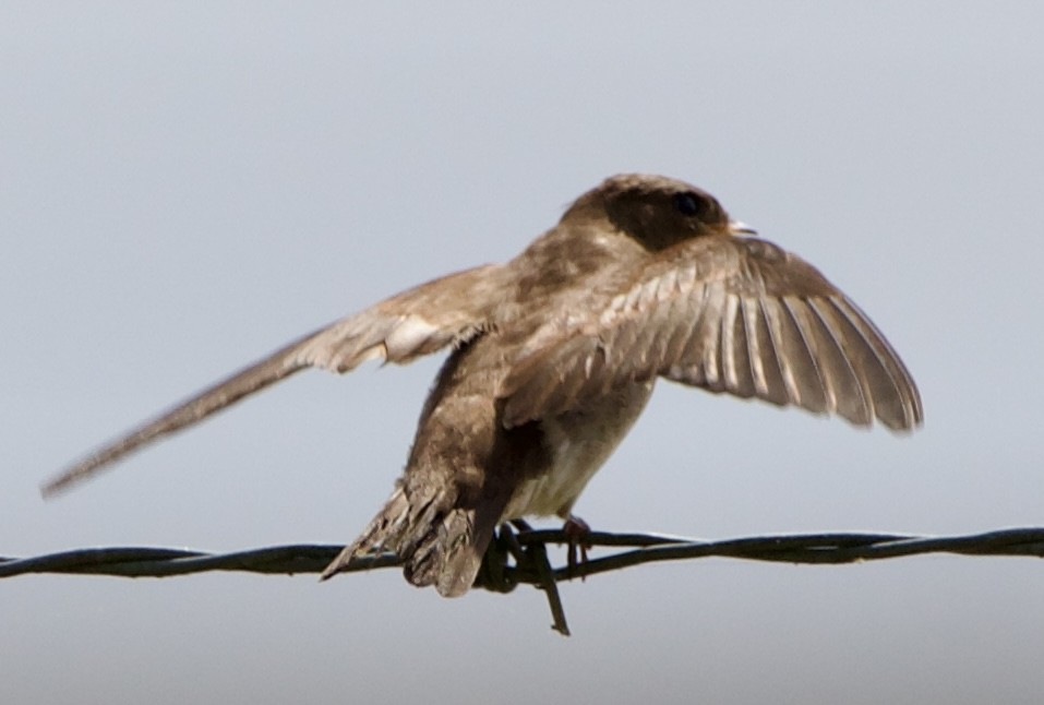 Northern Rough-winged Swallow - ML621390009