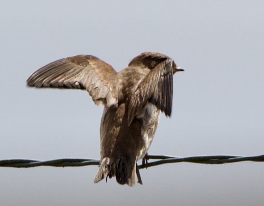 Northern Rough-winged Swallow - ML621390010