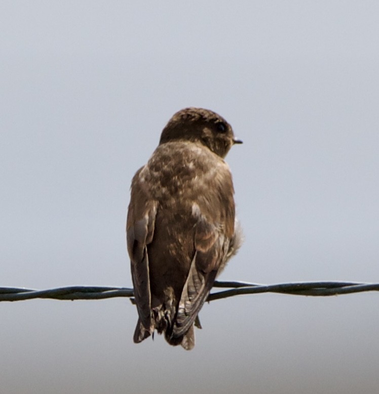Northern Rough-winged Swallow - ML621390011