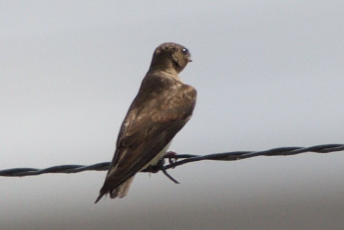 Northern Rough-winged Swallow - ML621390012
