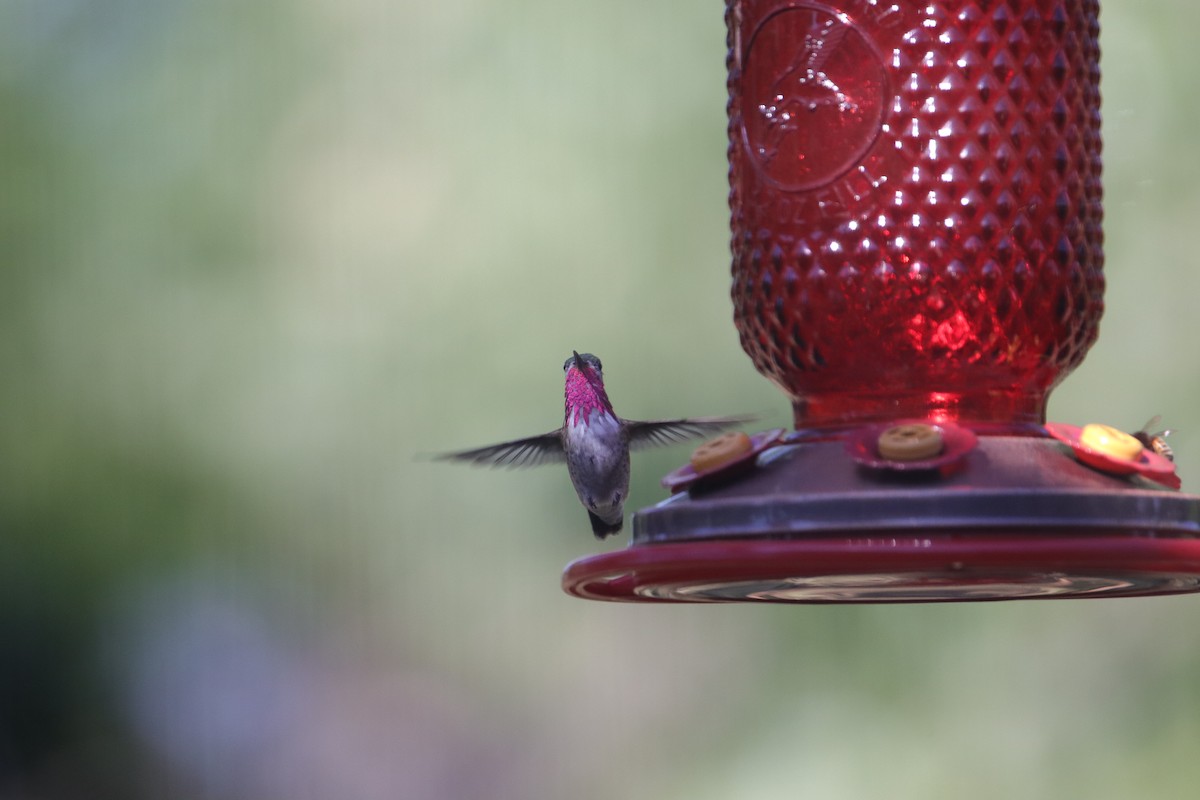Calliope Hummingbird - ML621390029