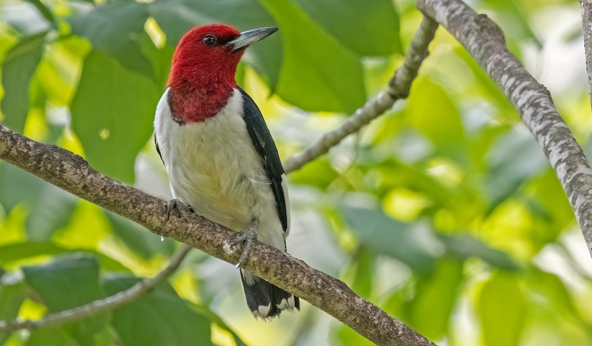 Red-headed Woodpecker - ML621390104